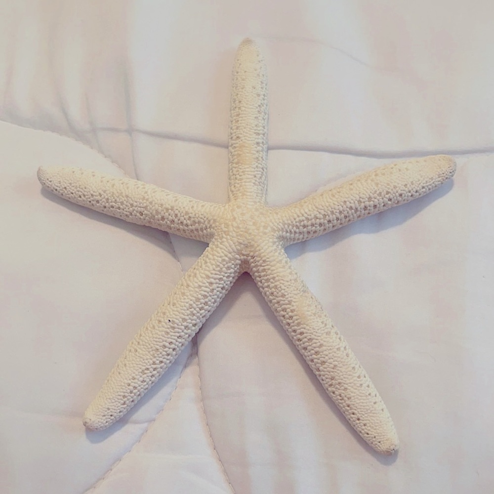Starfish | Decorative